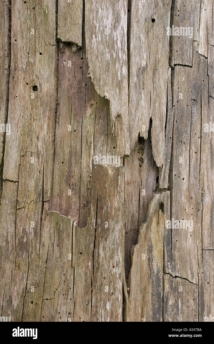 rotting timber old decay crack Stock Photo Alamy