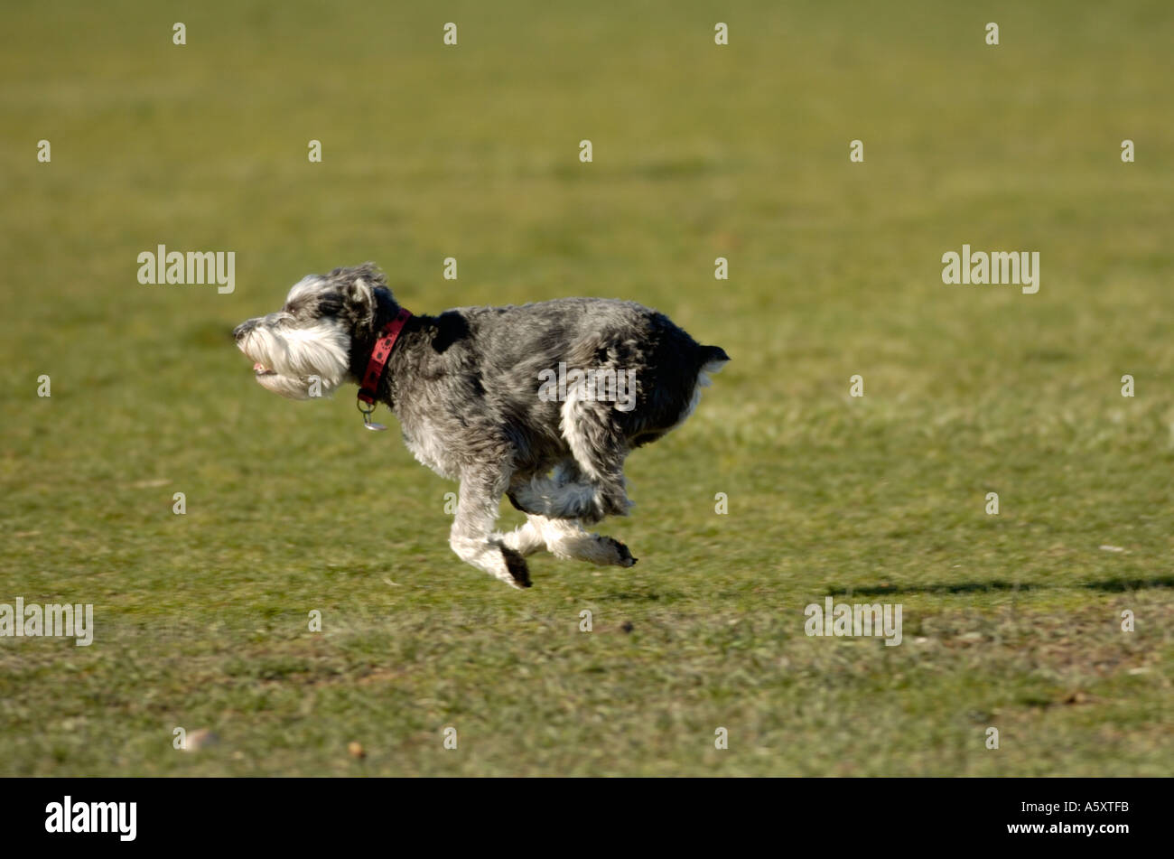 miniature schnauzer running