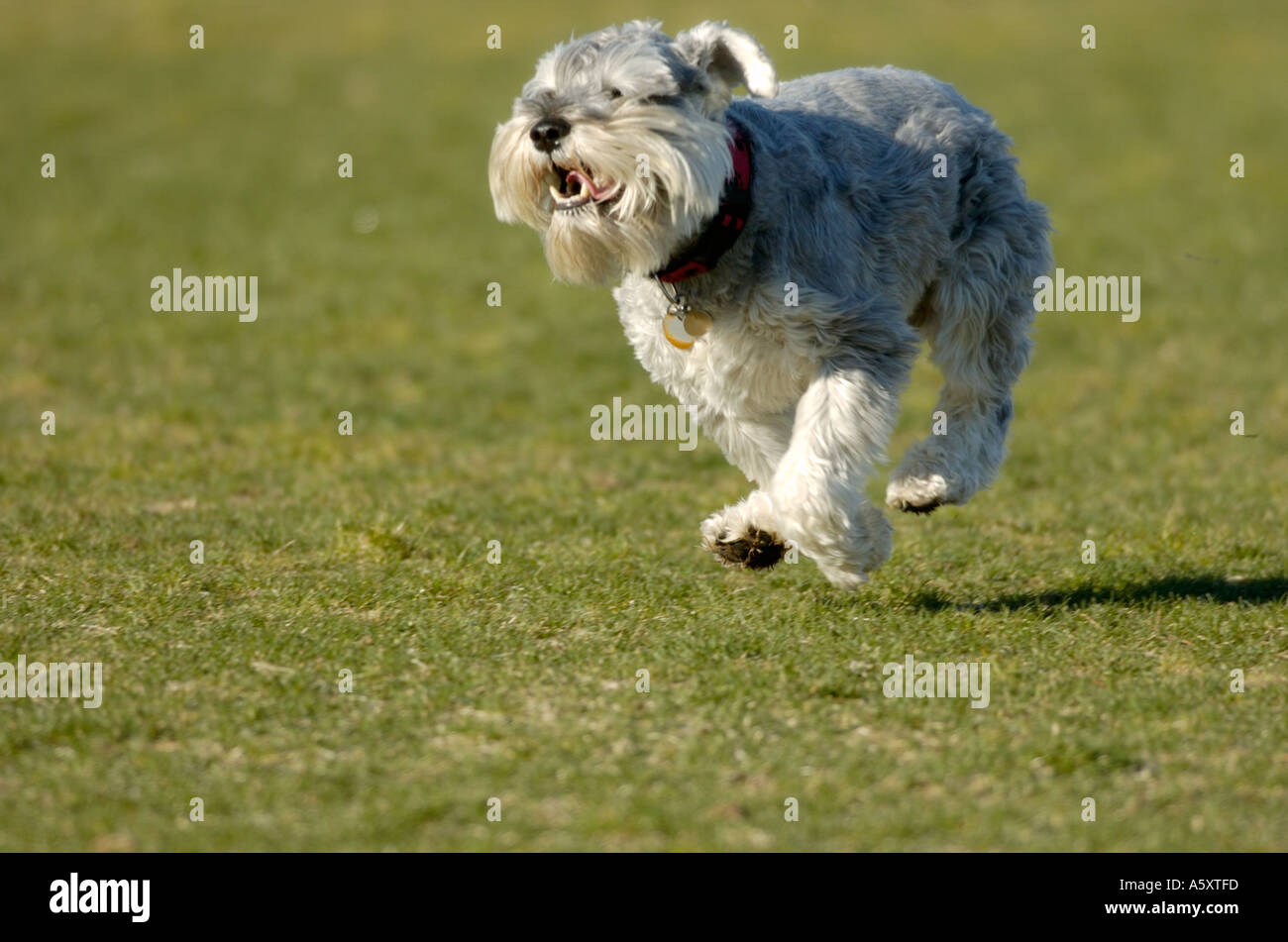 miniature schnauzer running