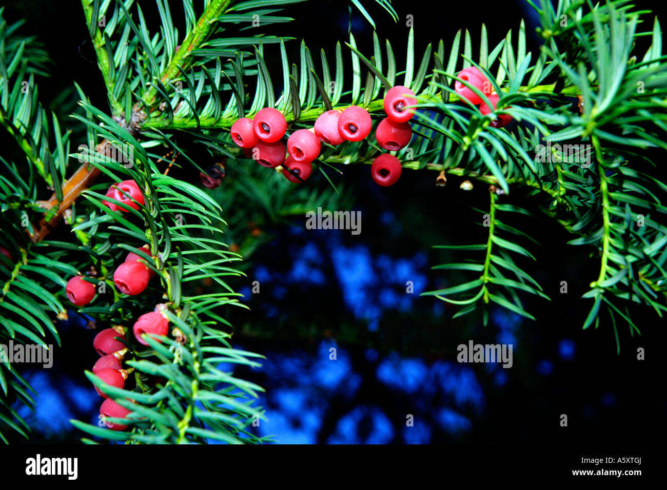 Berries of yew tree (Taxus Baccata) Stock Photo