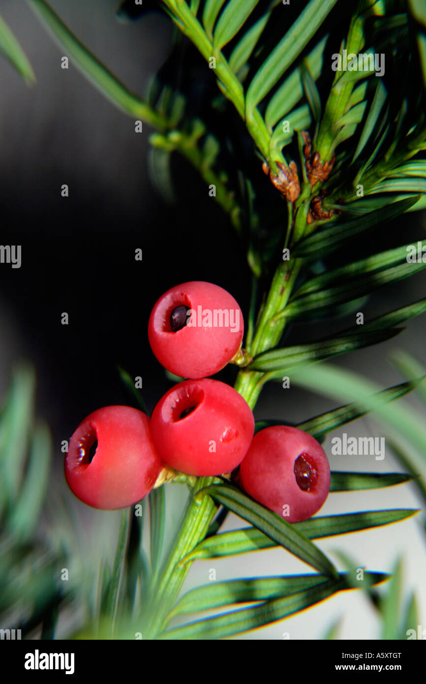 Natureancients hires stock photography and images Alamy