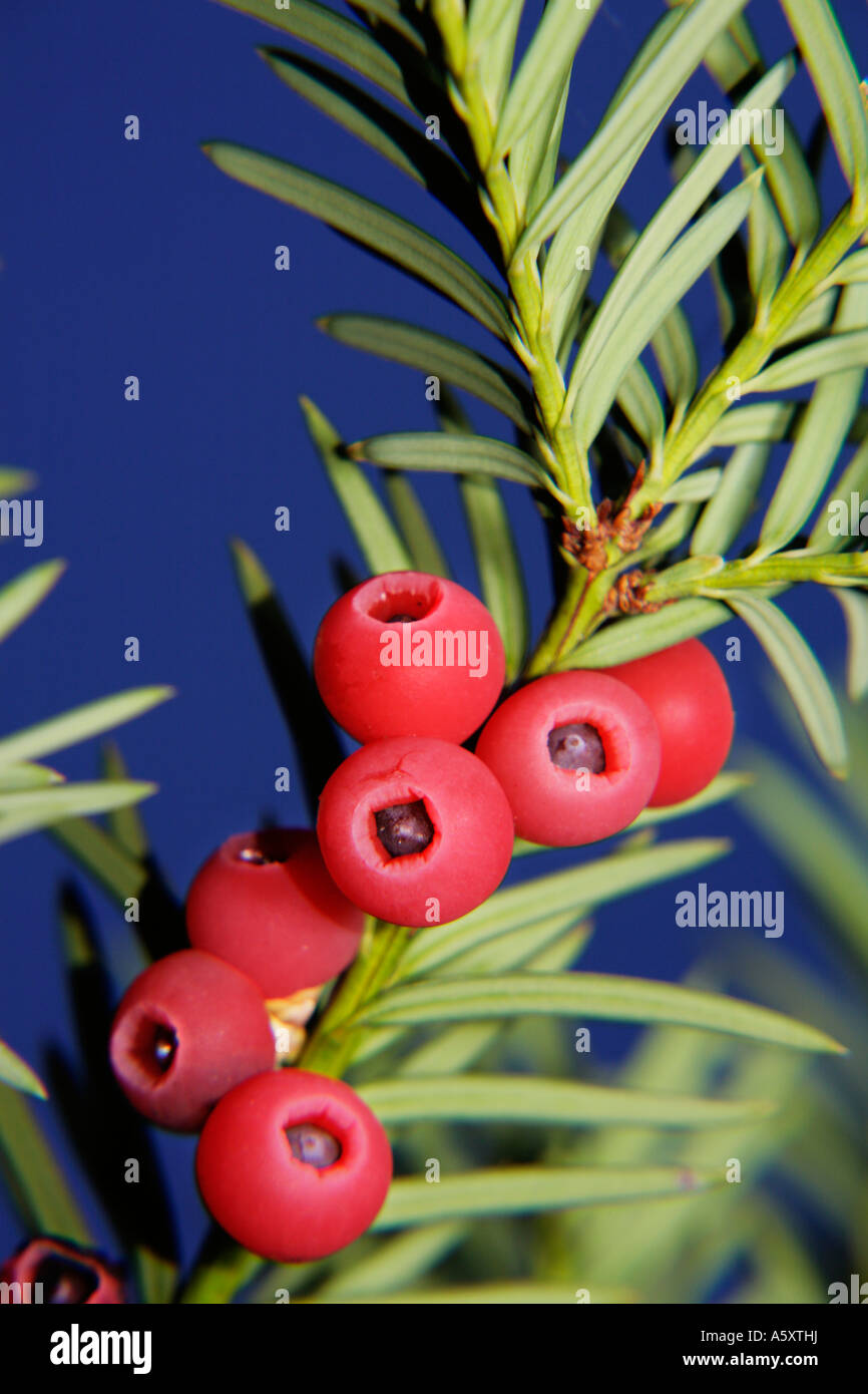 Berries the fruit of conifer yew tree. Taxus Baccata Stock Photo