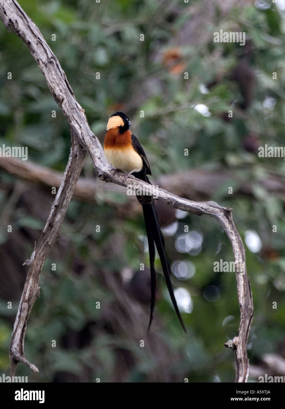 Paradise whydah hi-res stock photography and images - Alamy