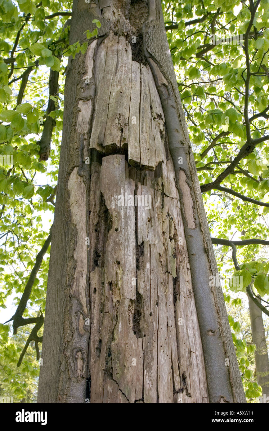 tree with rotting trunk Stock Photo Alamy