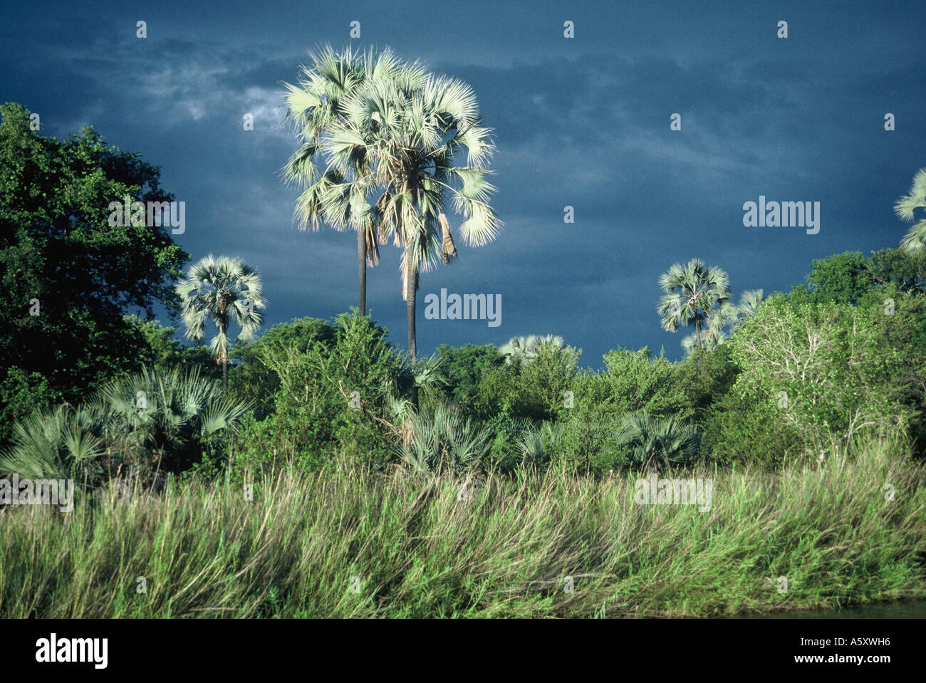 Ilala Palms, Hyphaene benguellensis Stock Photo