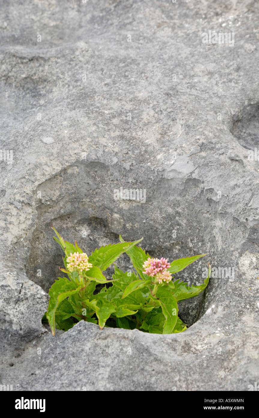 Plants growing amongst the limestone pavement, The Burren, County Clare ...