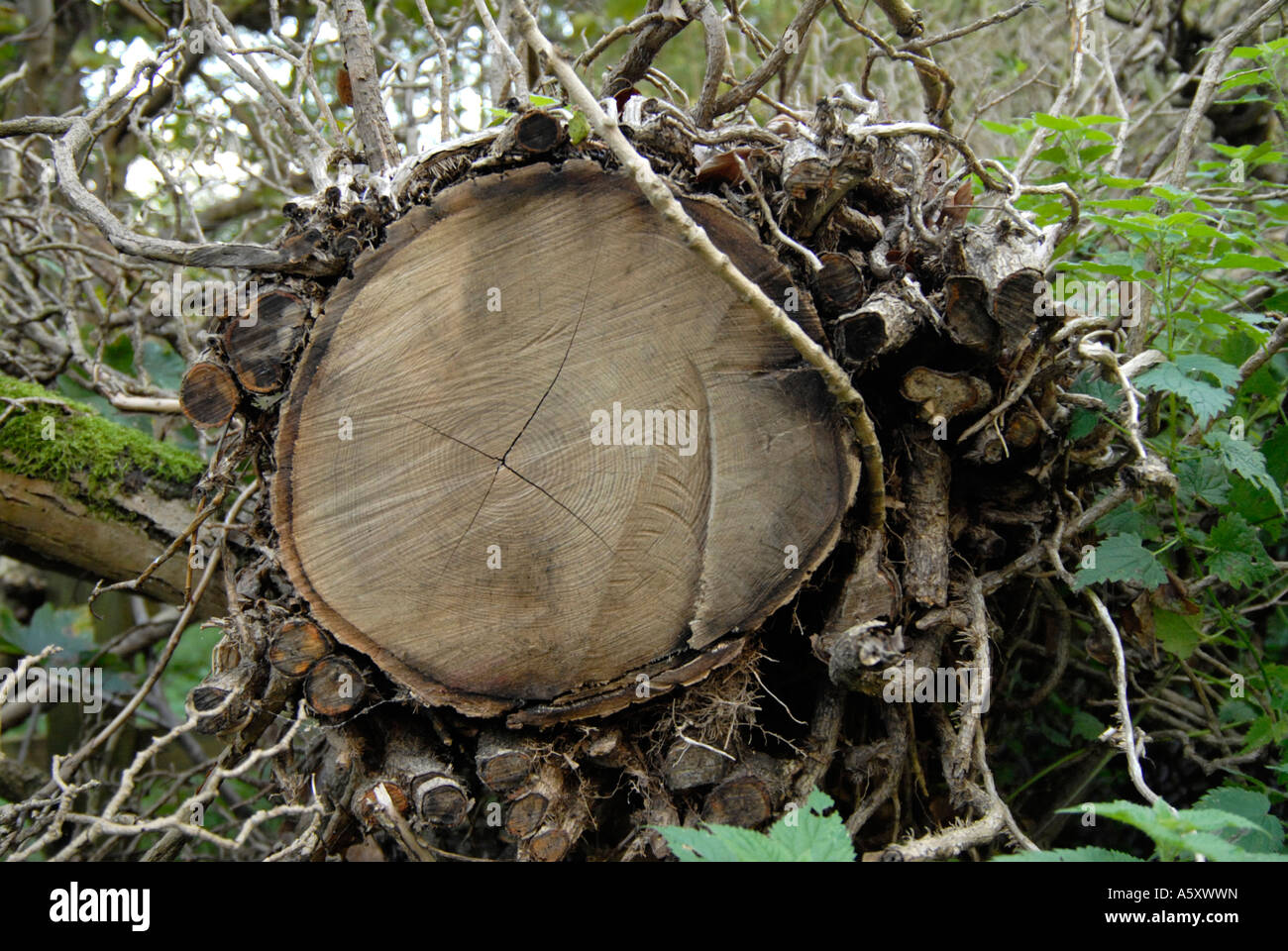 Sawn log wrapped in climbers UK Stock Photo
