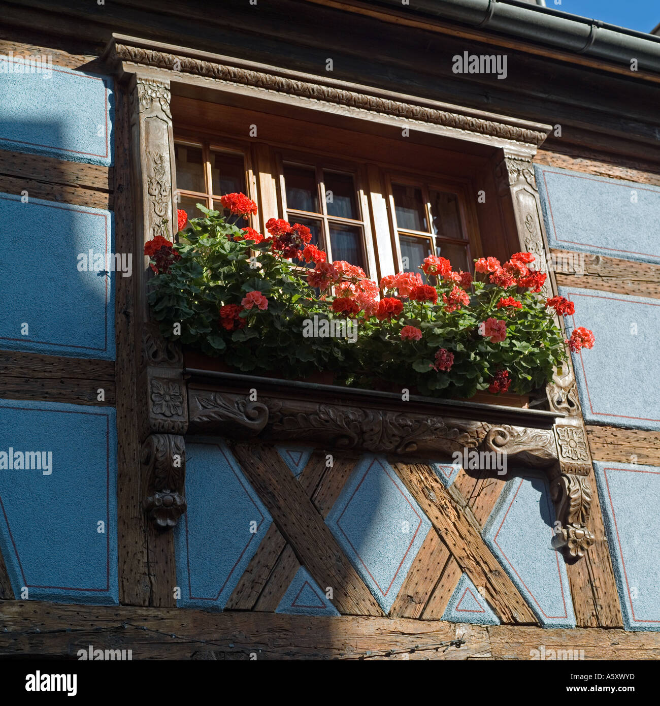 Window of a blue half-timbered house decorated with geranium flowers ...