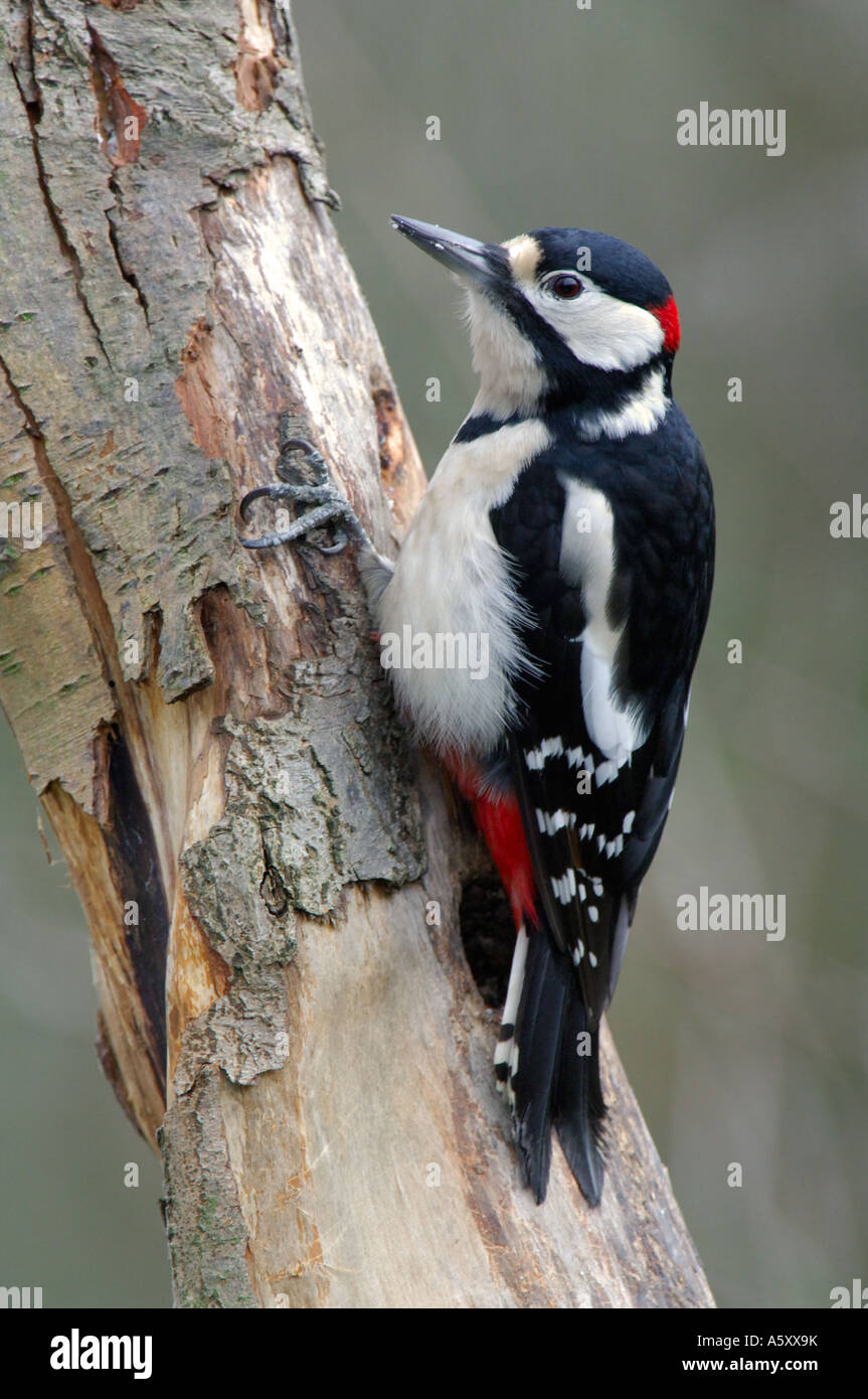 Male Great Spotted Woodpecker on tree trunk Lee Valley Park January 2007 Stock Photo