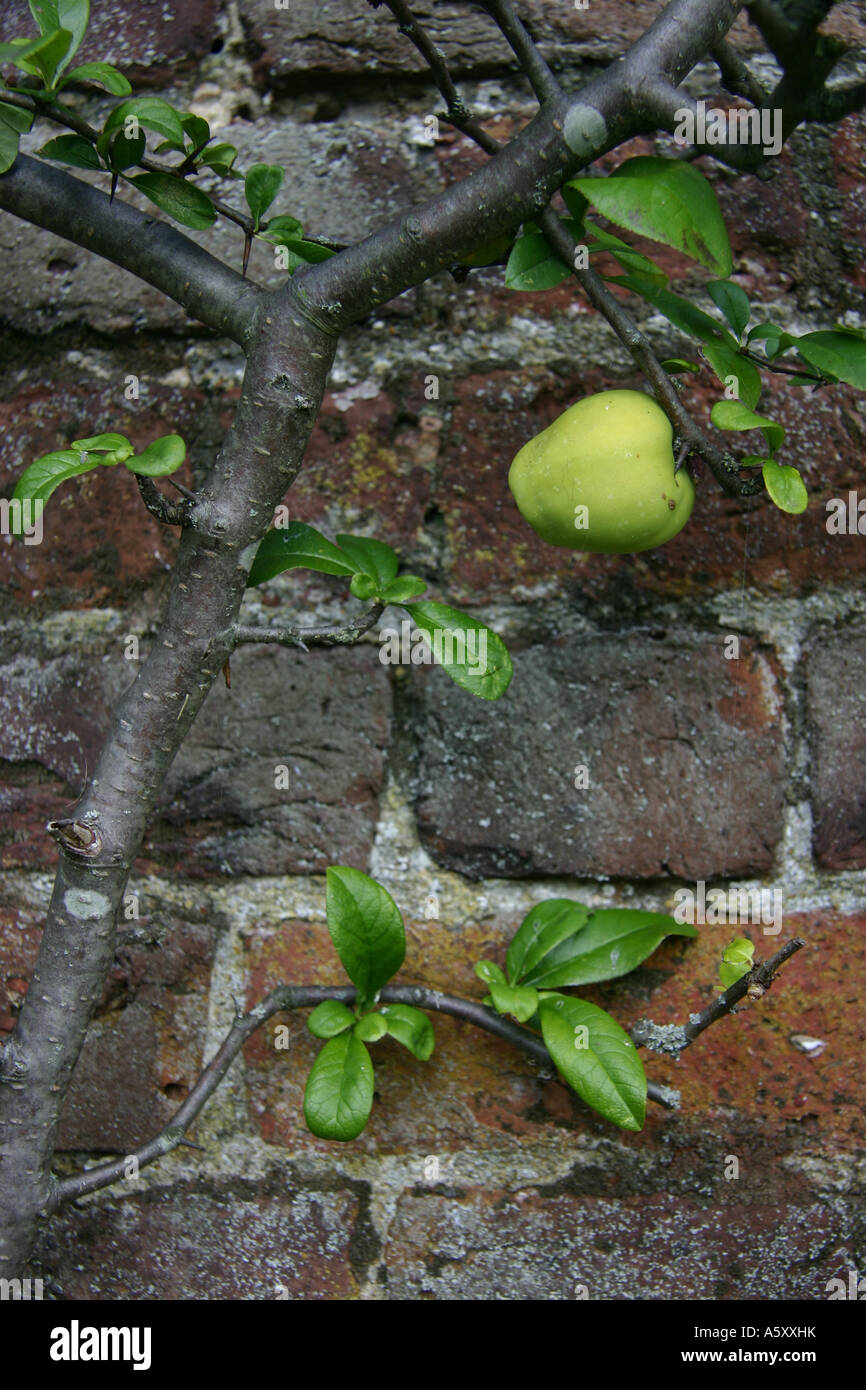 A green apple on a tree branch Stock Photo - Alamy