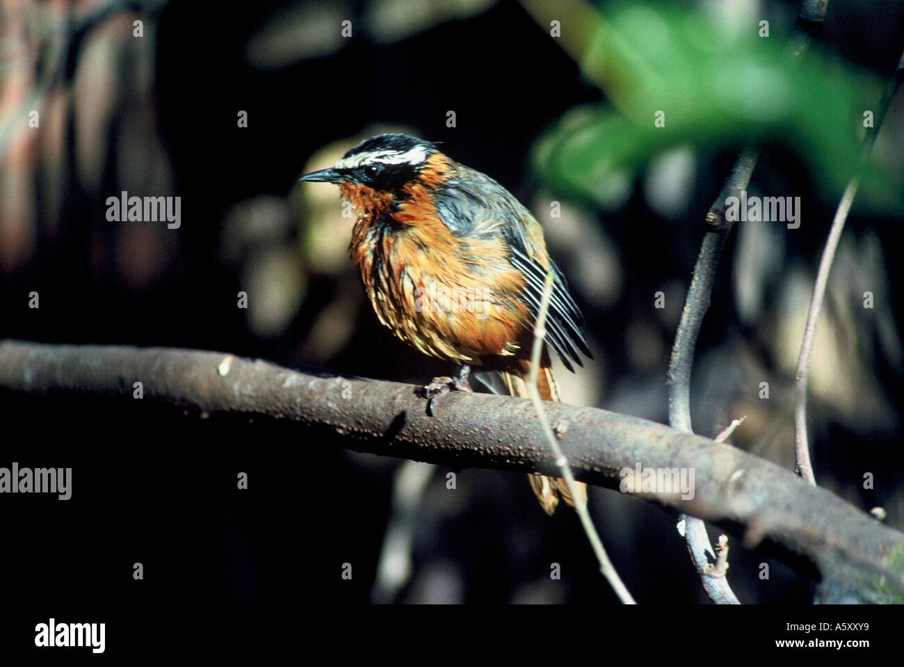 White-browed Robin-Chat, Cossypha heuglini Stock Photo - Alamy
