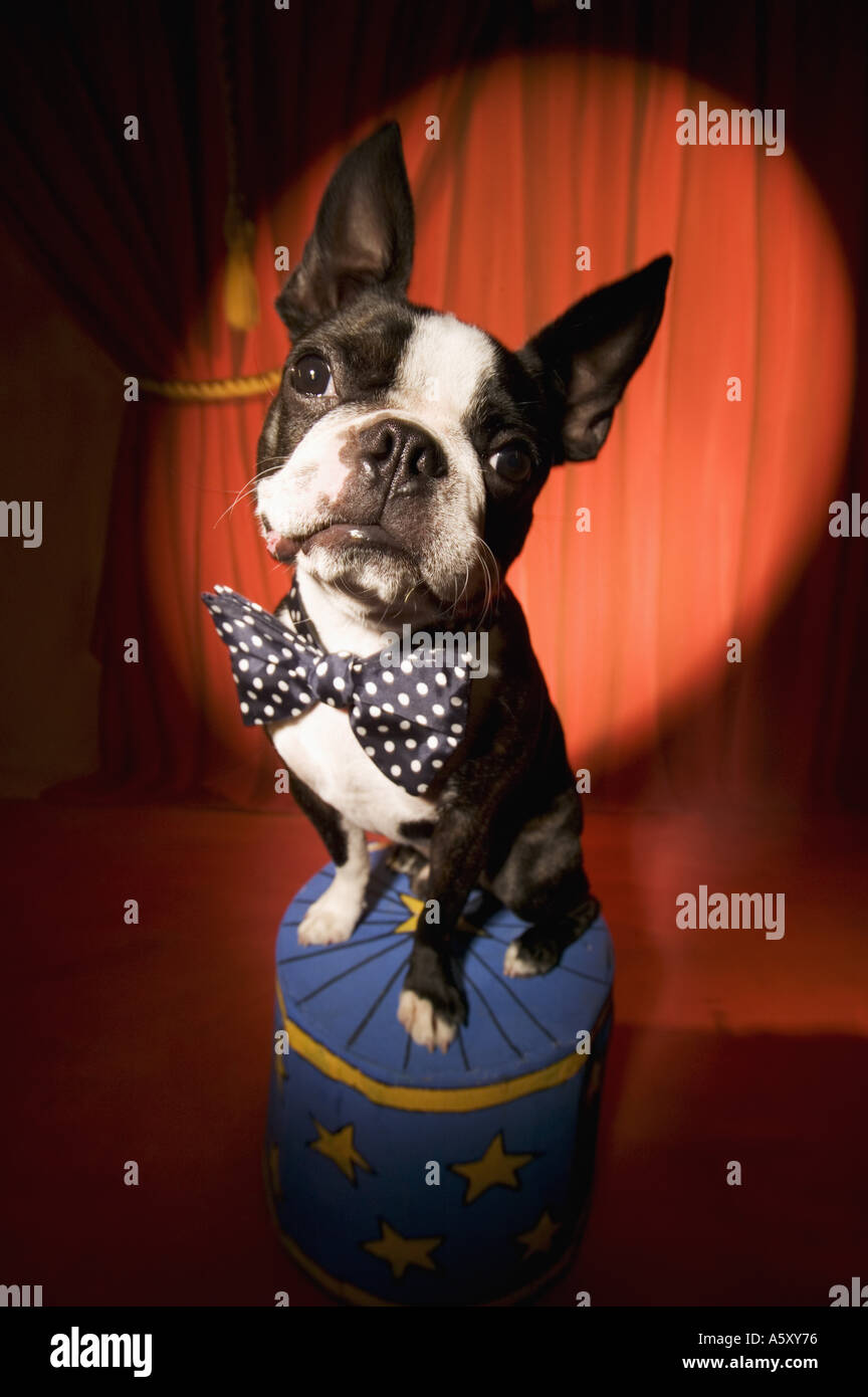 Boston Terrier wearing bow tie in spotlight Stock Photo