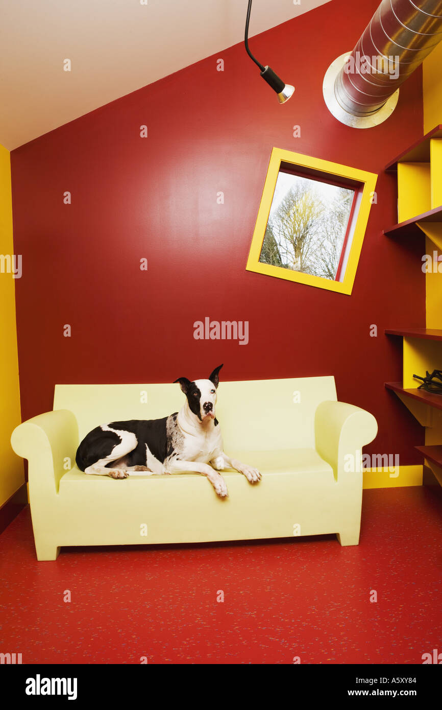 Great Dane lying on sofa Stock Photo Alamy