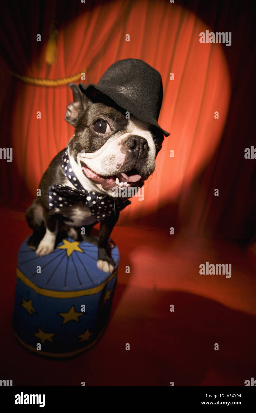 Boston Terrier wearing bow tie and hat Stock Photo
