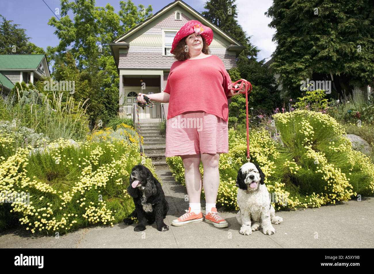 Woman with Cocker Spaniels Stock Photo