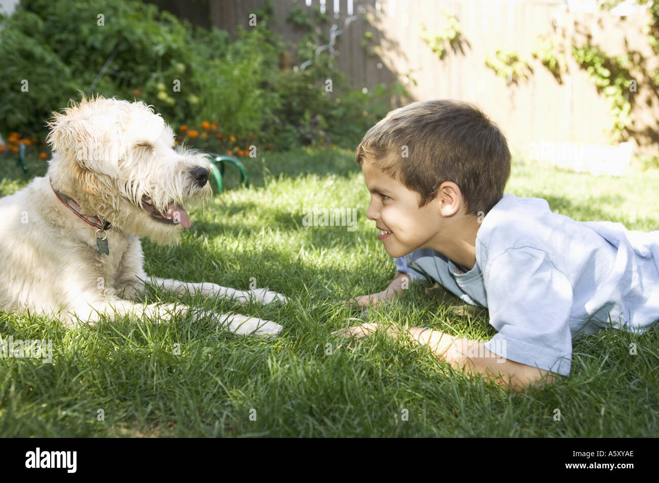 Boy and dog facing each other Stock Photo