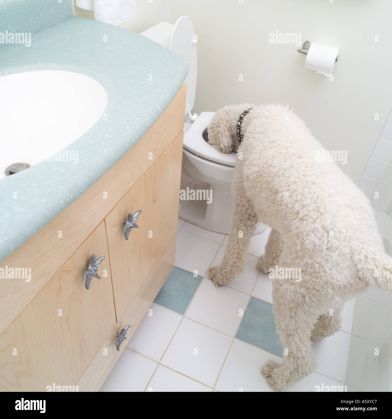 Dog drinking toilet water hires stock photography and images Alamy