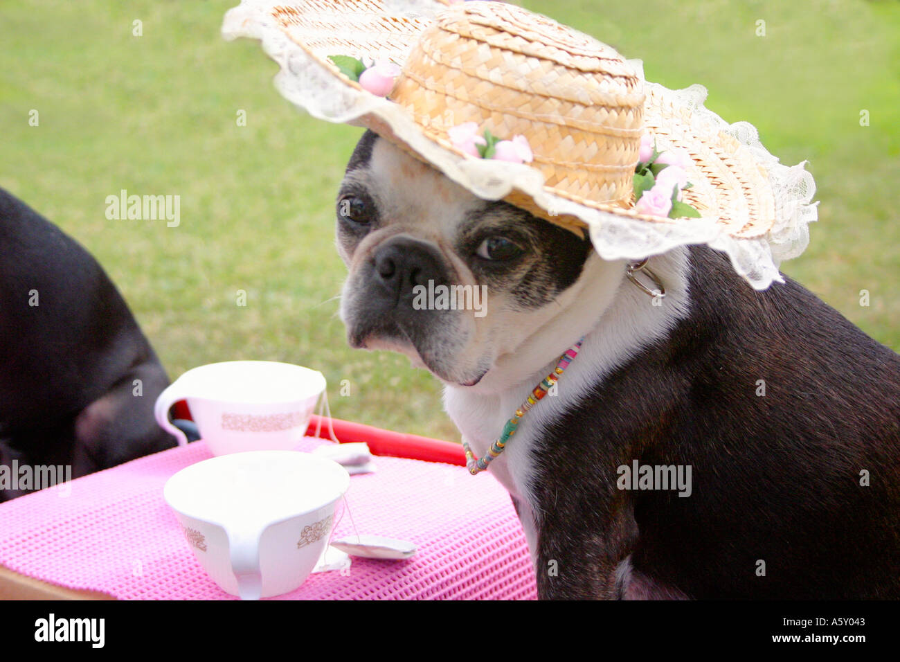 English bulldog dressed in hat and necklace for afternoon tea with table and teacup in background Stock Photo