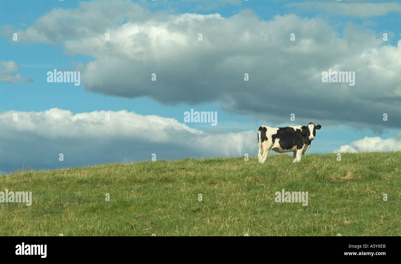cow in a field Dumfrieshire Scotland UK Stock Photo