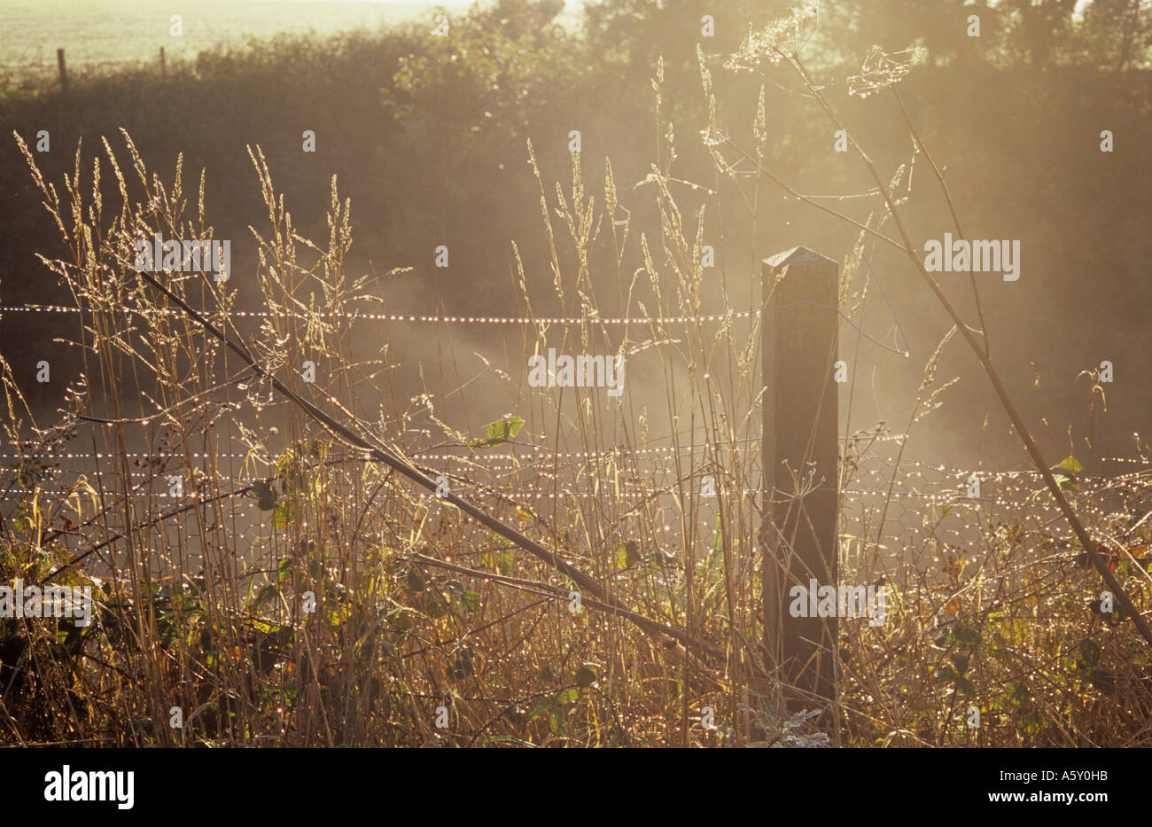 Atmospheric fence post and wire with mist rising above an embankment and dewy winter grasses Blackberry stems and Hogweed Stock Photo