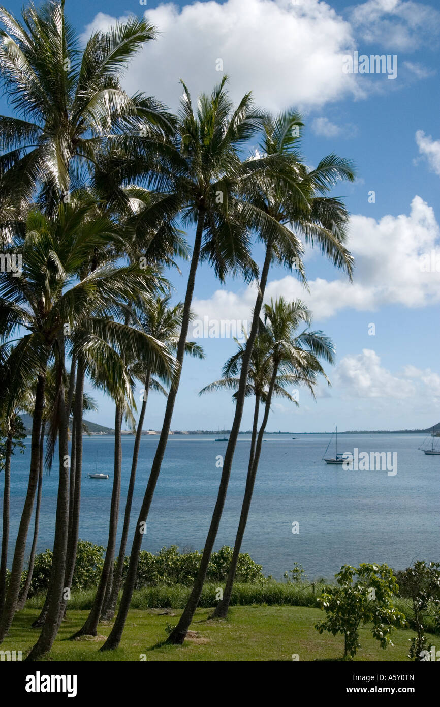 Tropical coast palm trees hi-res stock photography and images - Alamy
