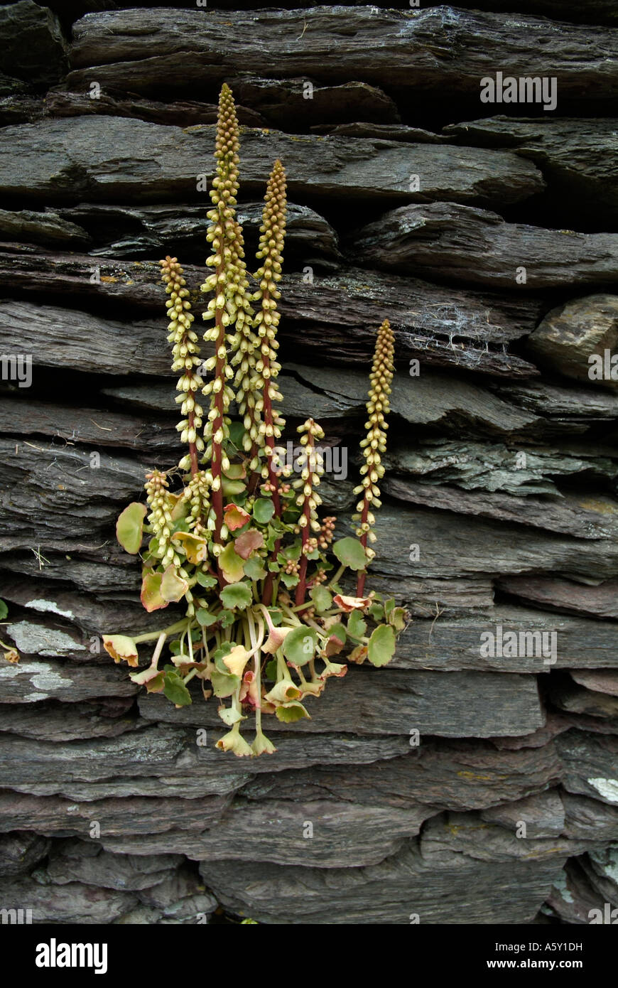Wild rockery plant growing out of grey slate wall Stock Photo - Alamy