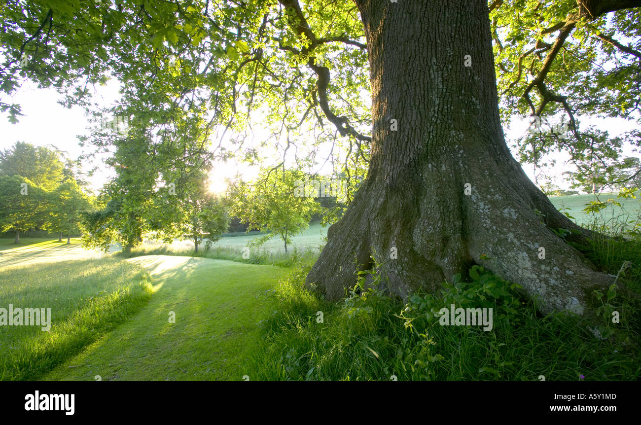 Summer morning in English country garden Stock Photo - Alamy