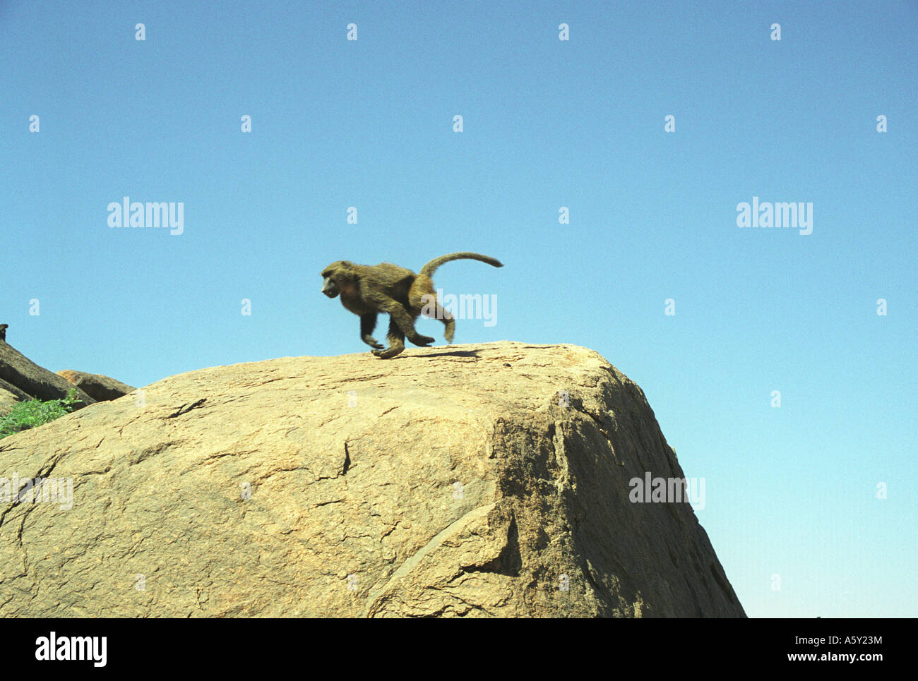 Monkey, Kassala mountain, Eastern Sudan Stock Photo