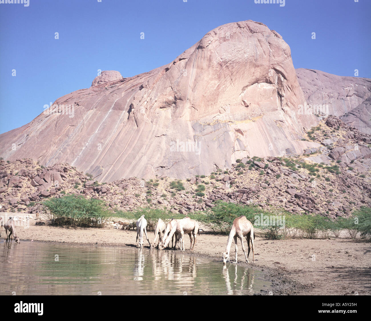 Camel Kassala mountain, Eastern Sudan Stock Photo