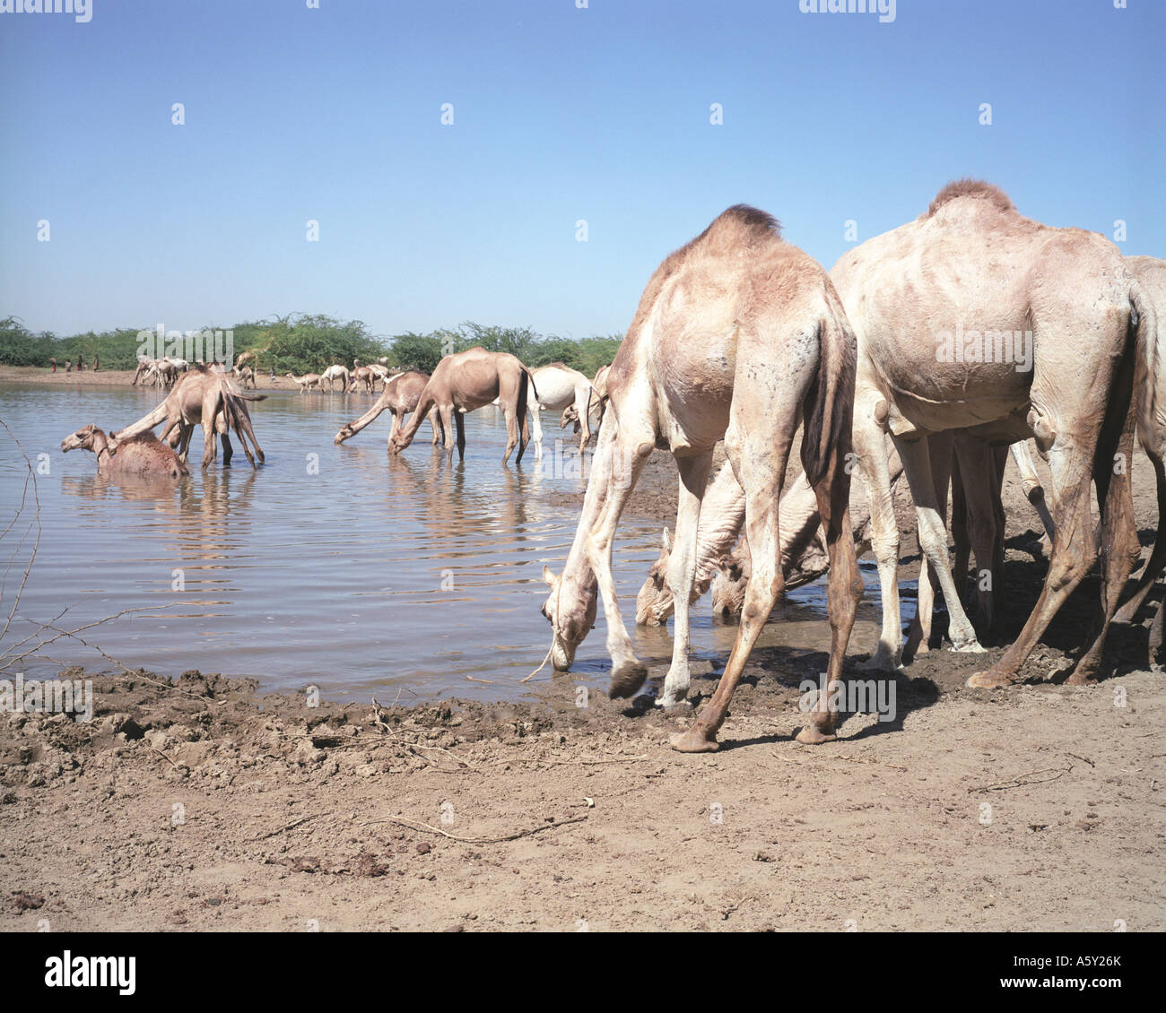 Camels Kassala mountain, Eastern Sudan Stock Photo