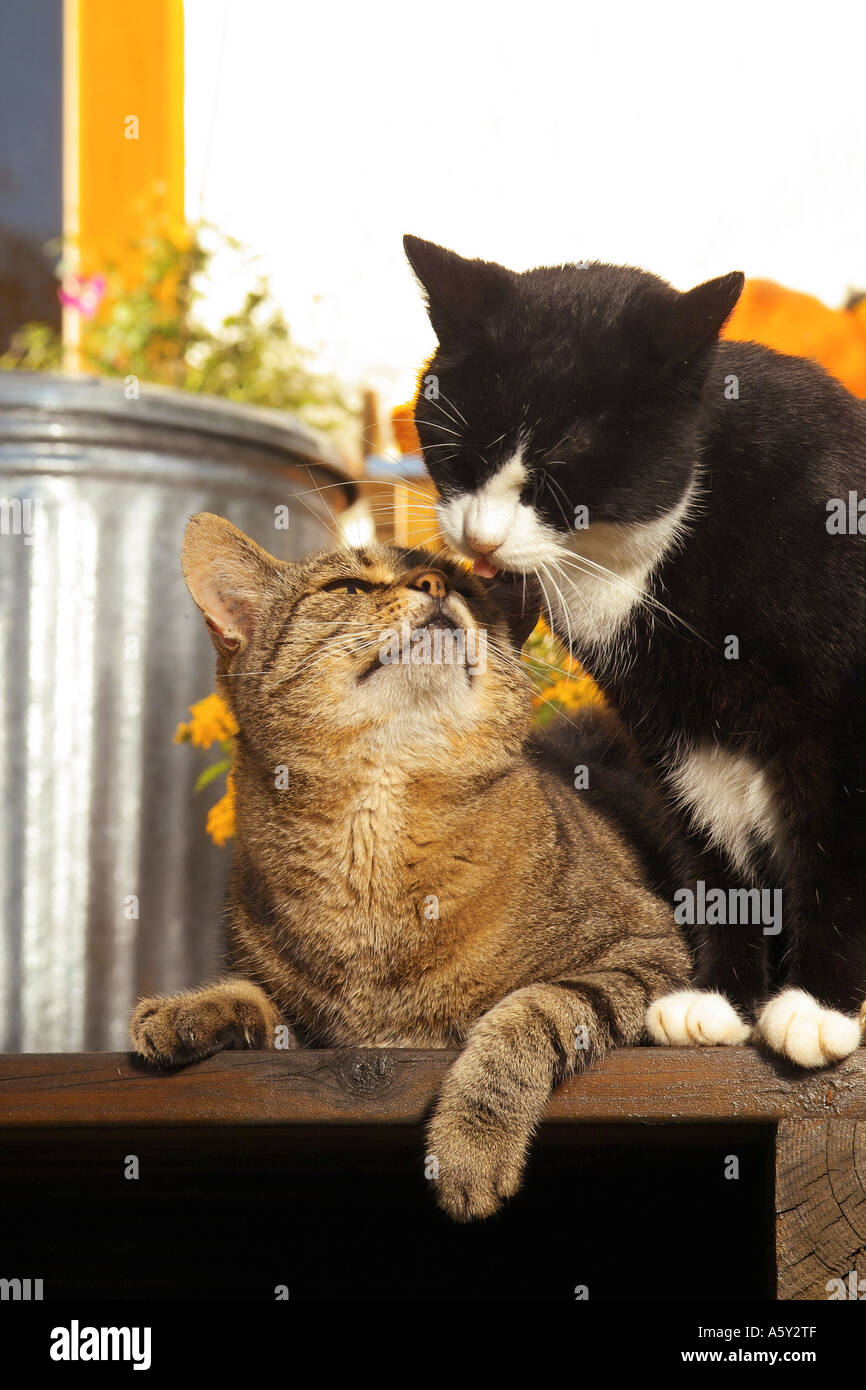Two Cats Smooching Stock Photo Alamy Two Cats Smooching Stock Photo Alamy