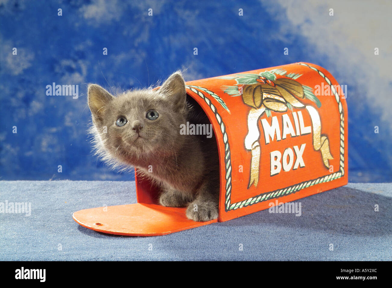 kitten in letter box Stock Photo Alamy