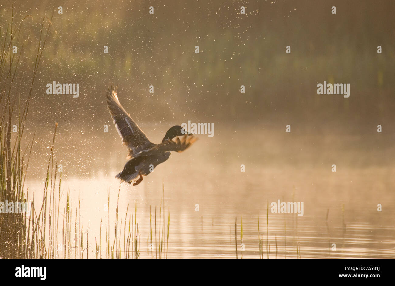 Mallard Duck Taking Flight in a Misty Sunrise on Hickling Broad Norfolk Broads UK Stock Photo