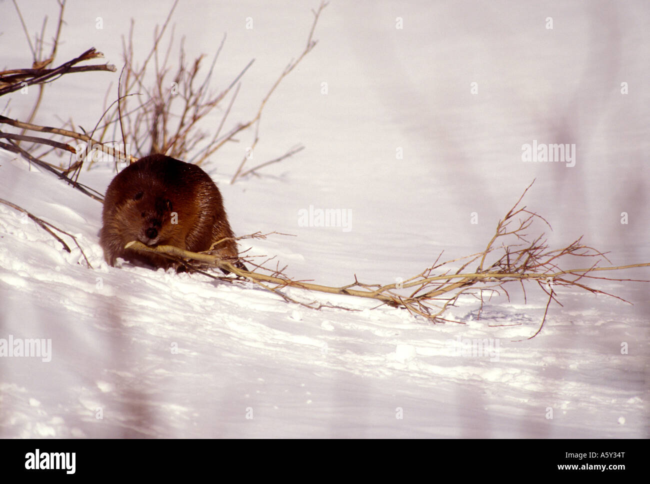 MB254 BEAVER TAKING WILLOW TO DEN Stock Photo Alamy