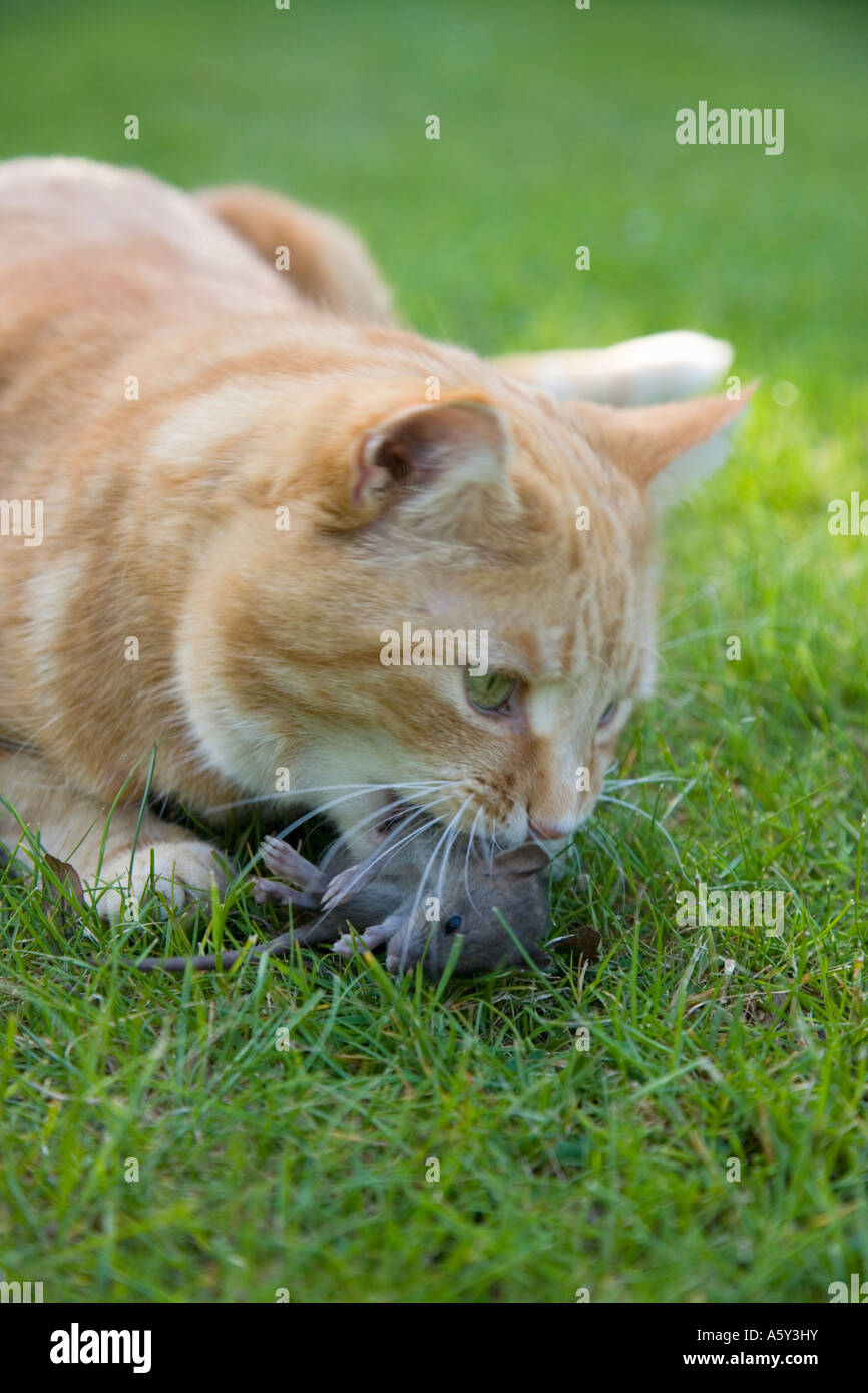 Ginger Cat Eating Young Rat Uk Norfolk Stock Photo - Alamy