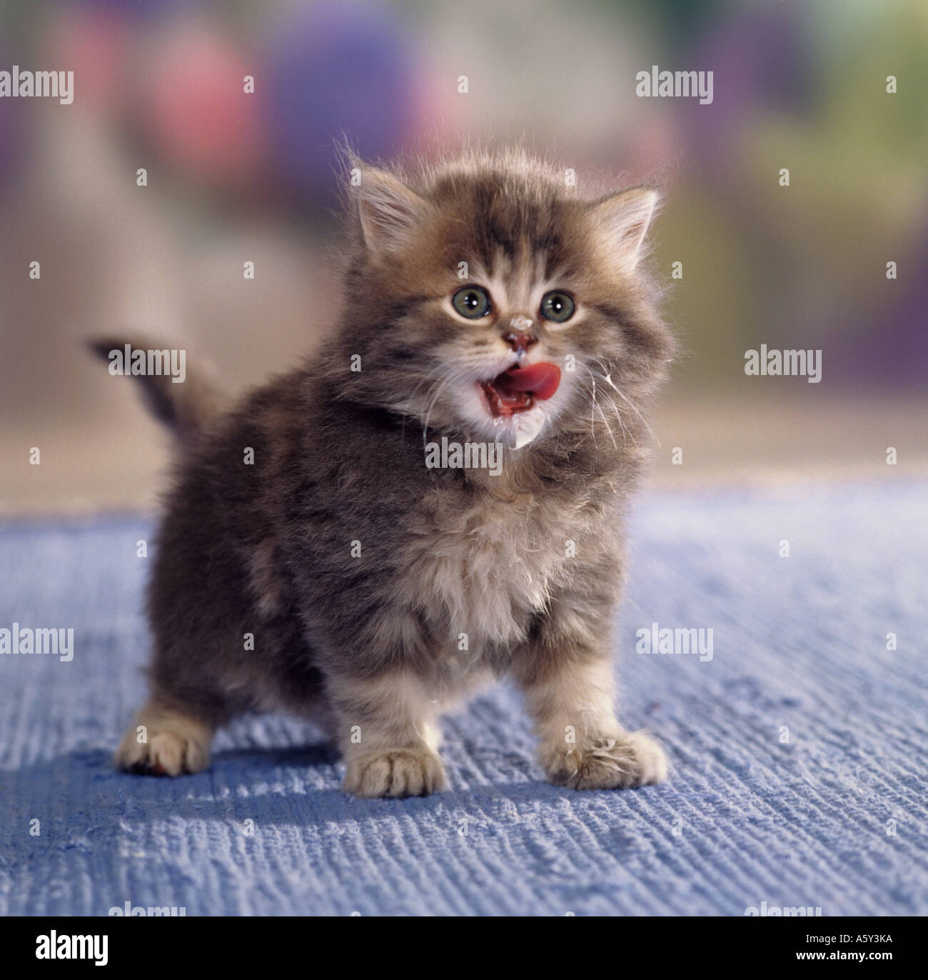 domestic cat - kitten five weeks licking its mouth Stock Photo