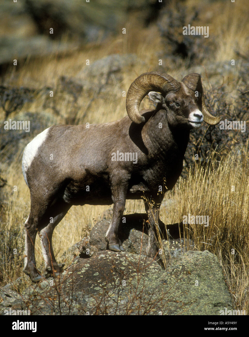 MS-165 OLD BIGHORN RAM ON ROCK Stock Photo - Alamy