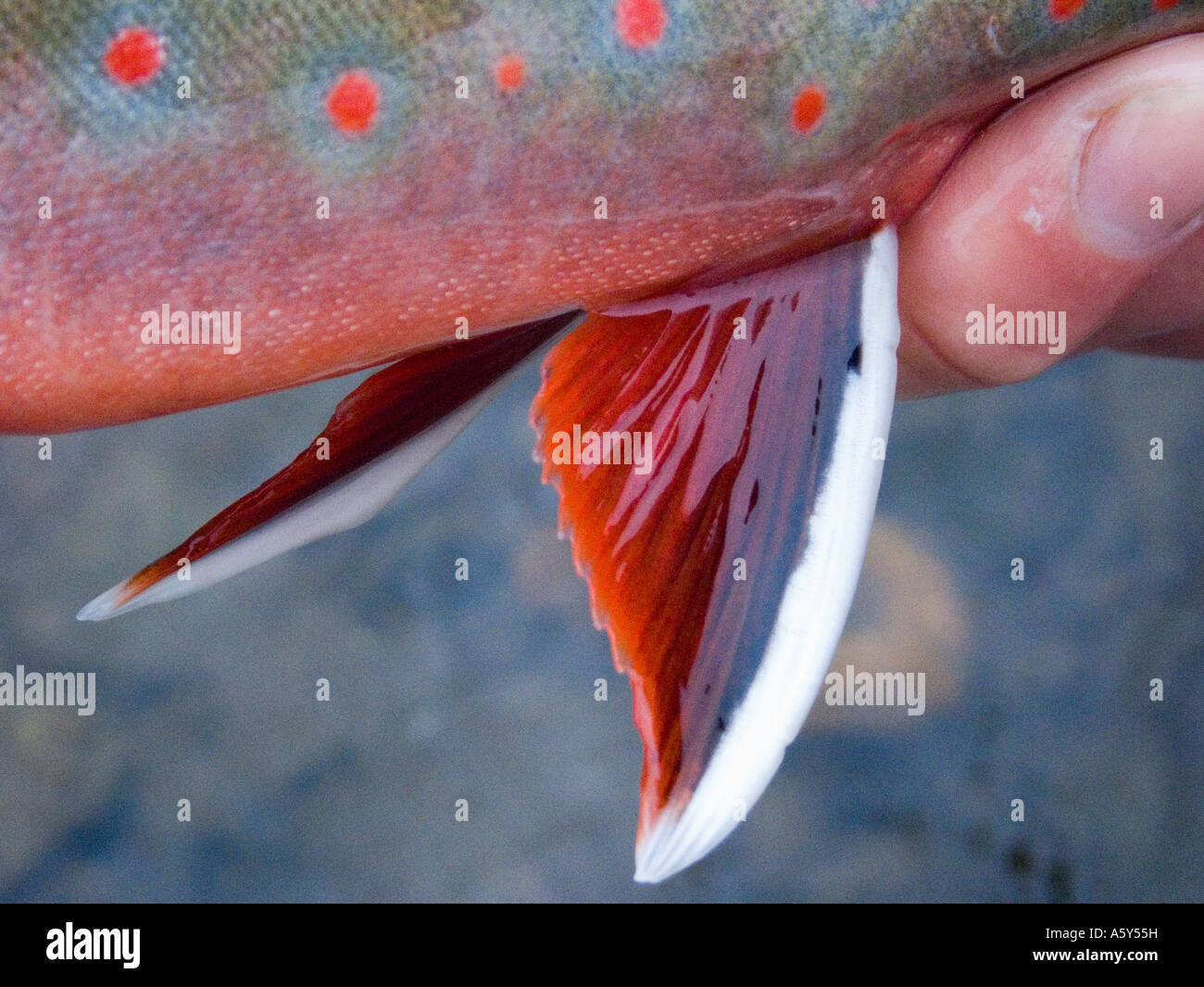Dolly varden char alaska hires stock photography and images Alamy