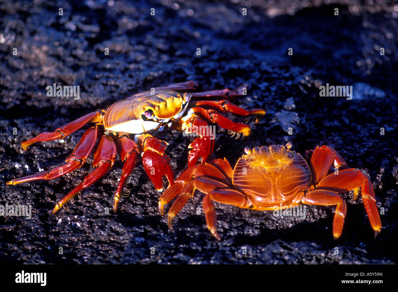 PT-14 SALLY LIGHTFOOT CRABS Stock Photo - Alamy