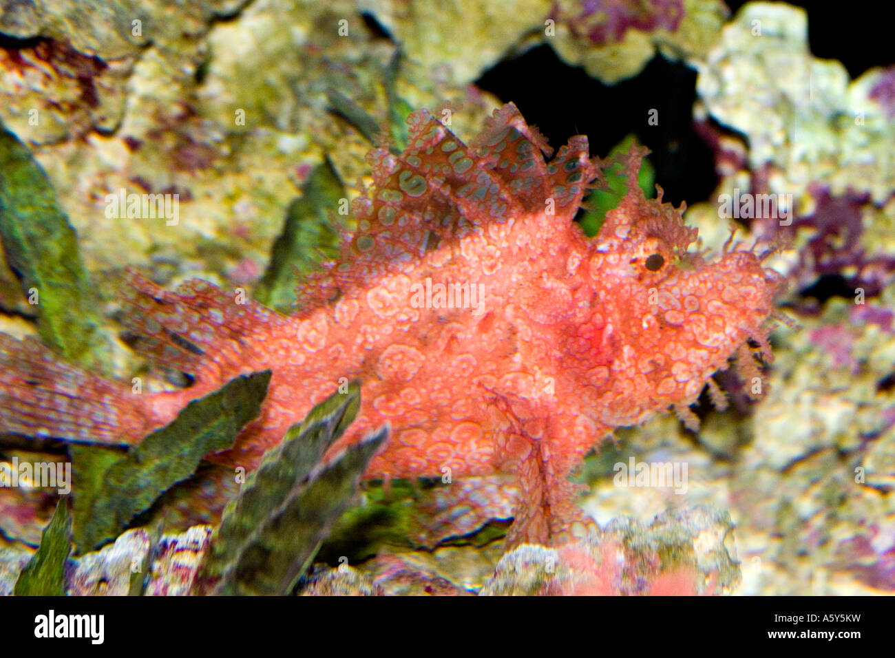 Lacy scorpion fish hi-res stock photography and images - Alamy