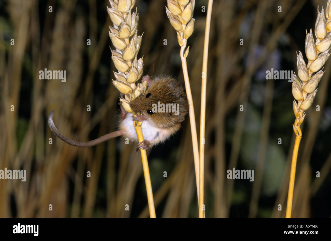Harvest mouse Micromys minutus on corn stalks showing prehensile tail potton bedfordshire Stock Photo