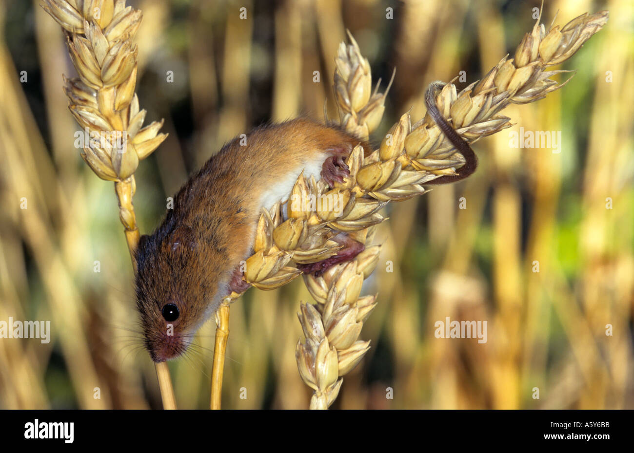 Harvest mouse Micromys minutus on corn stalks showing prehensile tail potton bedfordshire Stock Photo