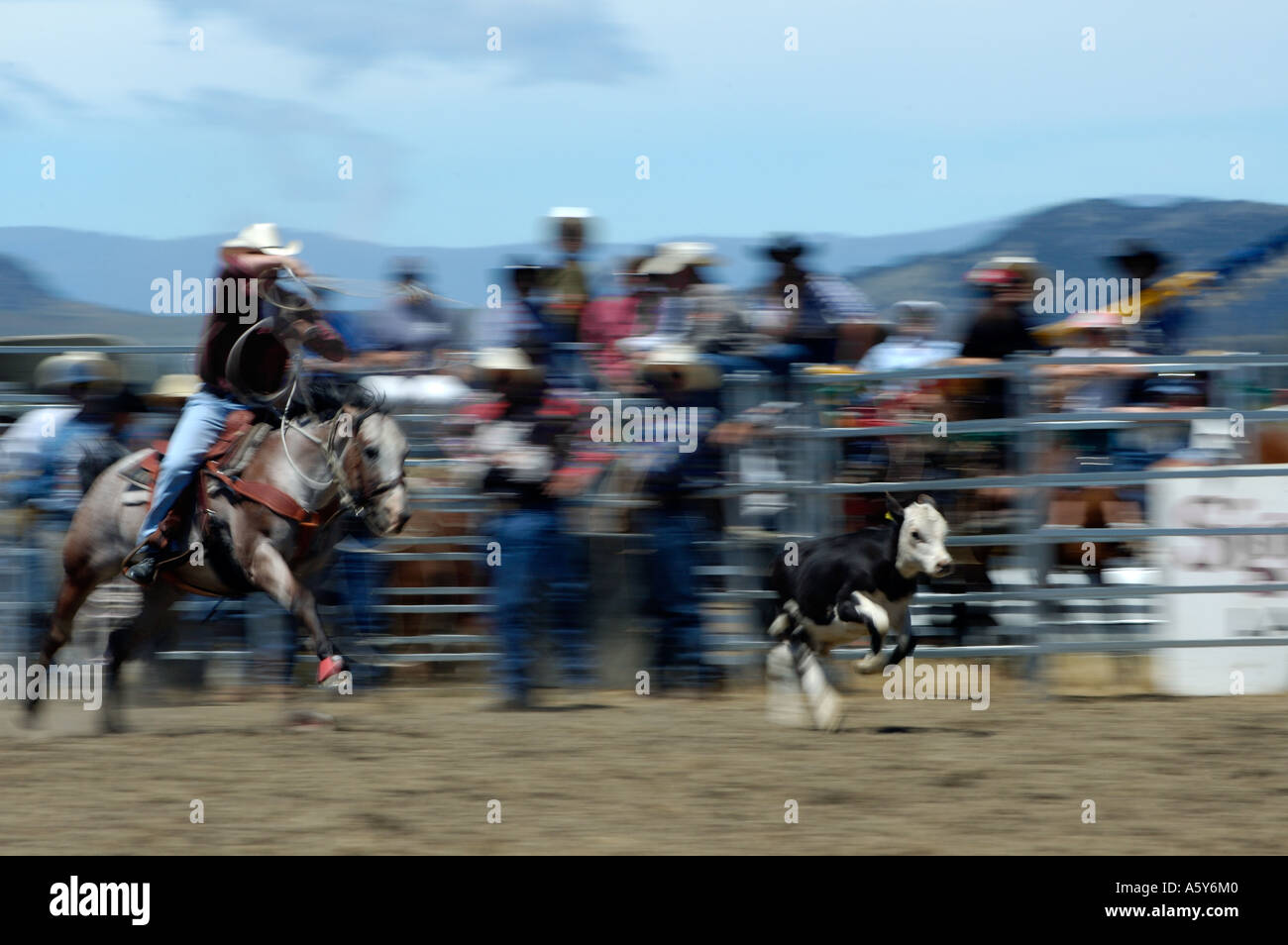 Rodeo New Zealand High Resolution Stock Photography and Images - Alamy