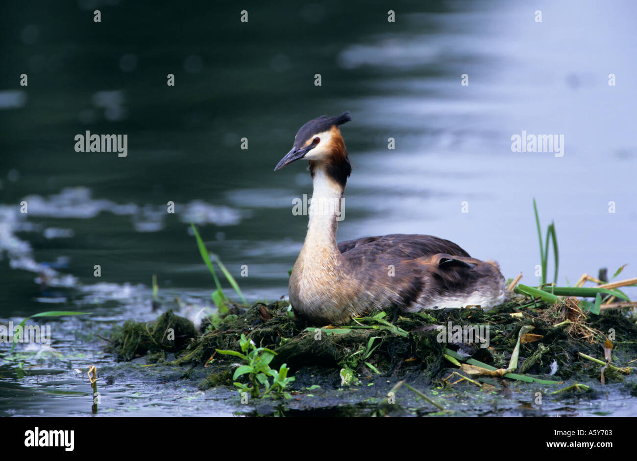 Great Crested Grebe Podiceps cristatus on nest priory park bedford bedfordshire Stock Photo