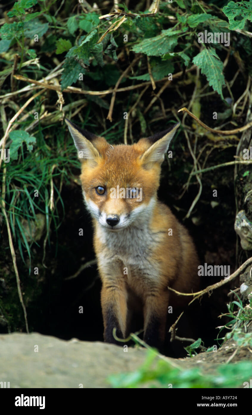 Red Fox cub  (Vulpes vaulpes) looking out of earth surrey Stock Photo