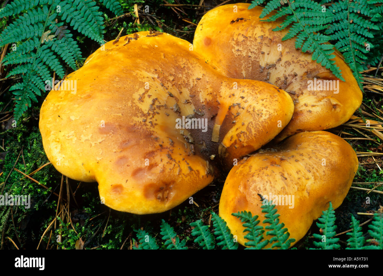 Polyporus Badius Fungi with Ferns sandy heath bedfordshire Stock Photo