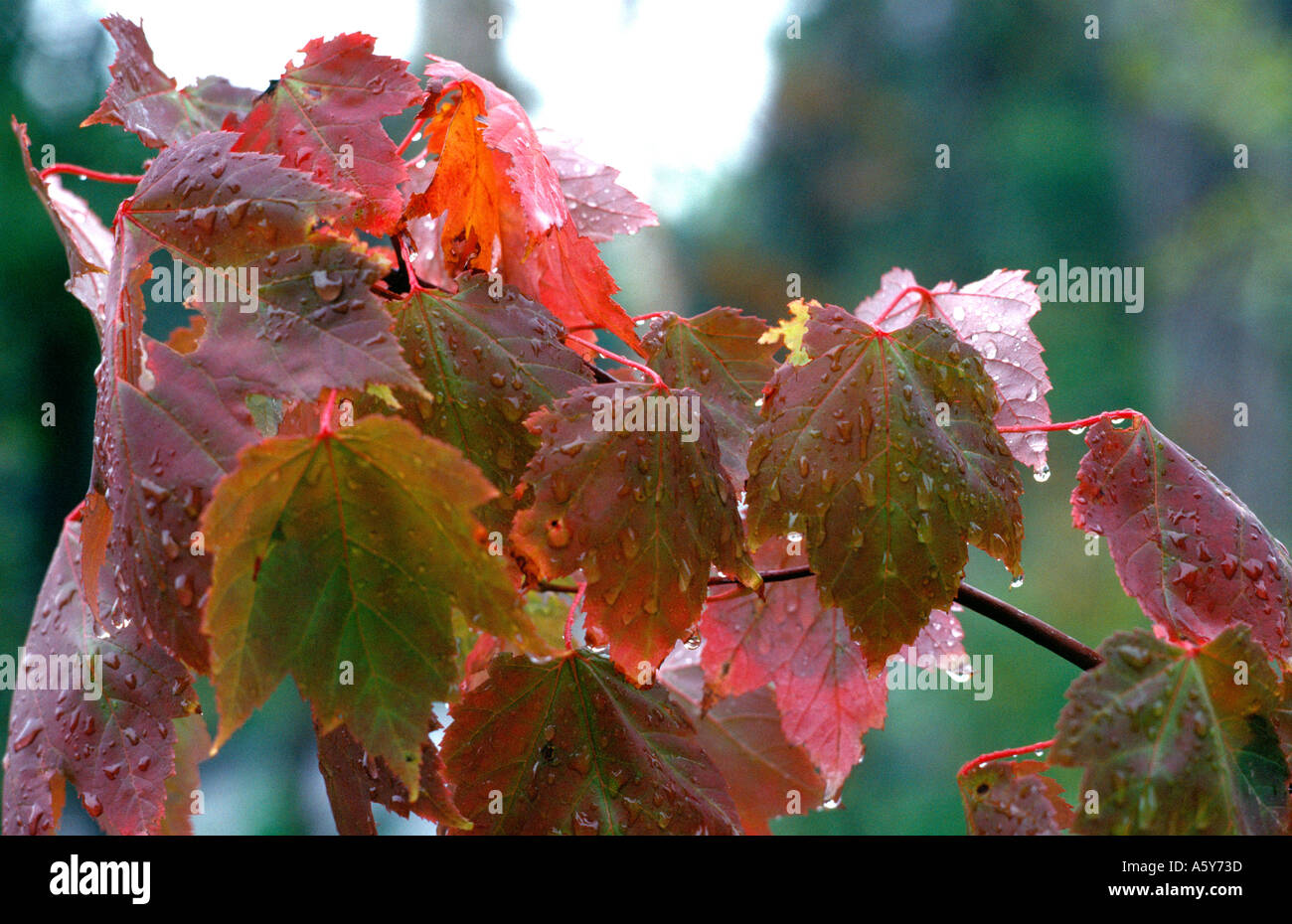 Close up of Wet Autumn Leaves in St Sauveur, The Laurentian Mountains, Canada Stock Photo