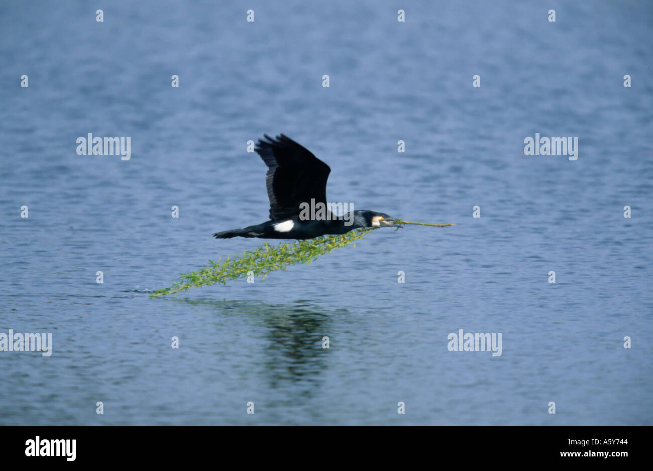Cormorant Phalacrocorax carbo in flight with nesting material paxton pits cambridgeshire Stock Photo