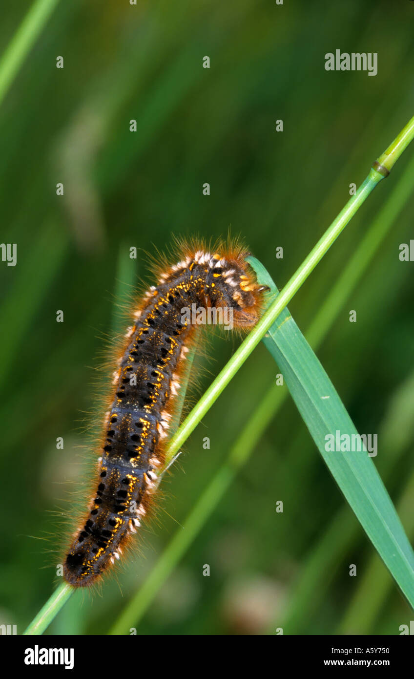 The Drinker Euthrix potatoria larvae feeding on grass blade potton bedfordshire Stock Photo