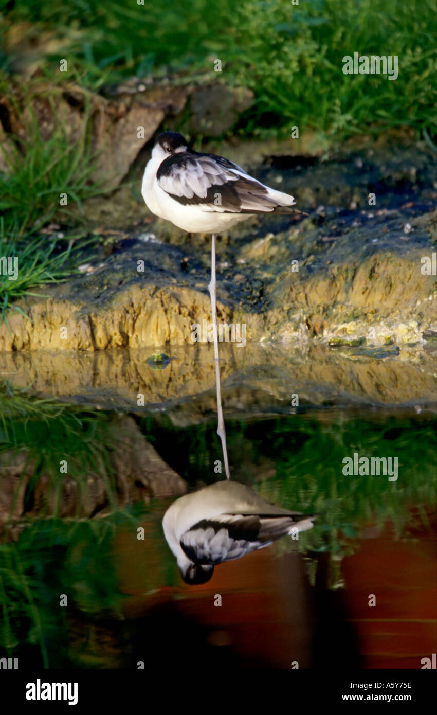 Recurvirostra hi-res stock photography and images - Alamy